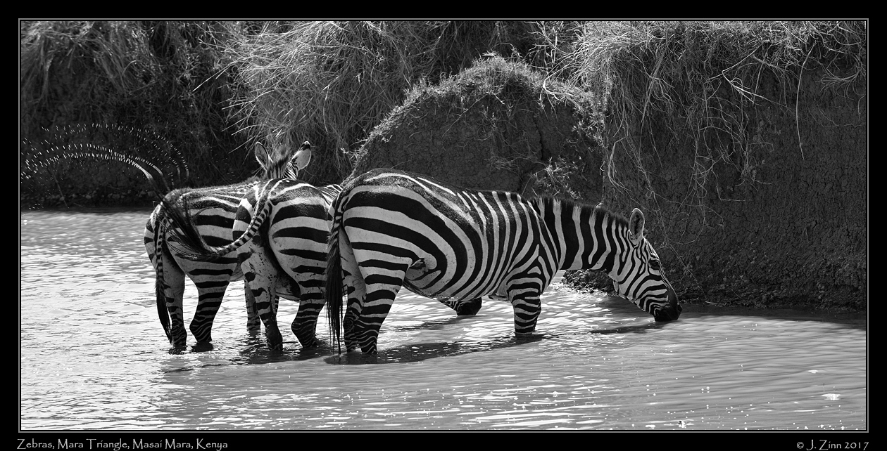 zebra_0864sfx