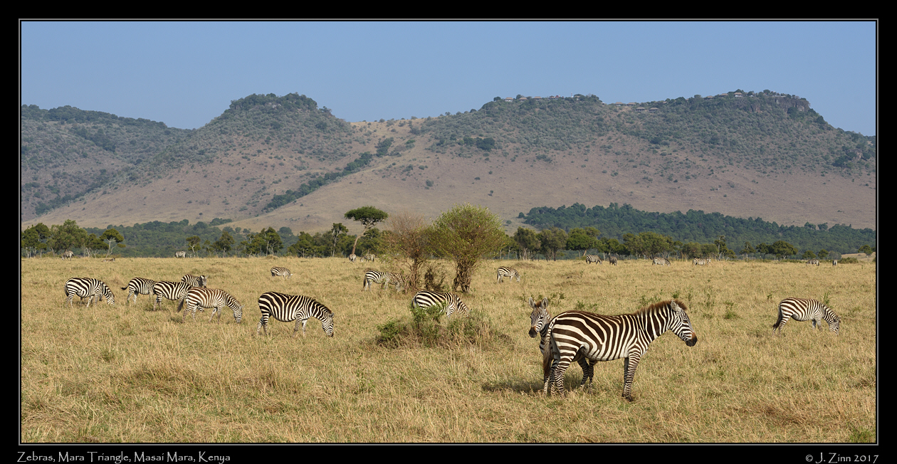 zebras_0850b