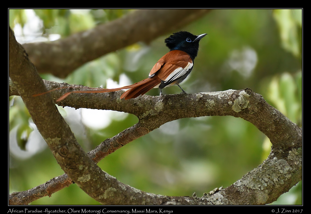 african_paradise_flycatcher_7102a