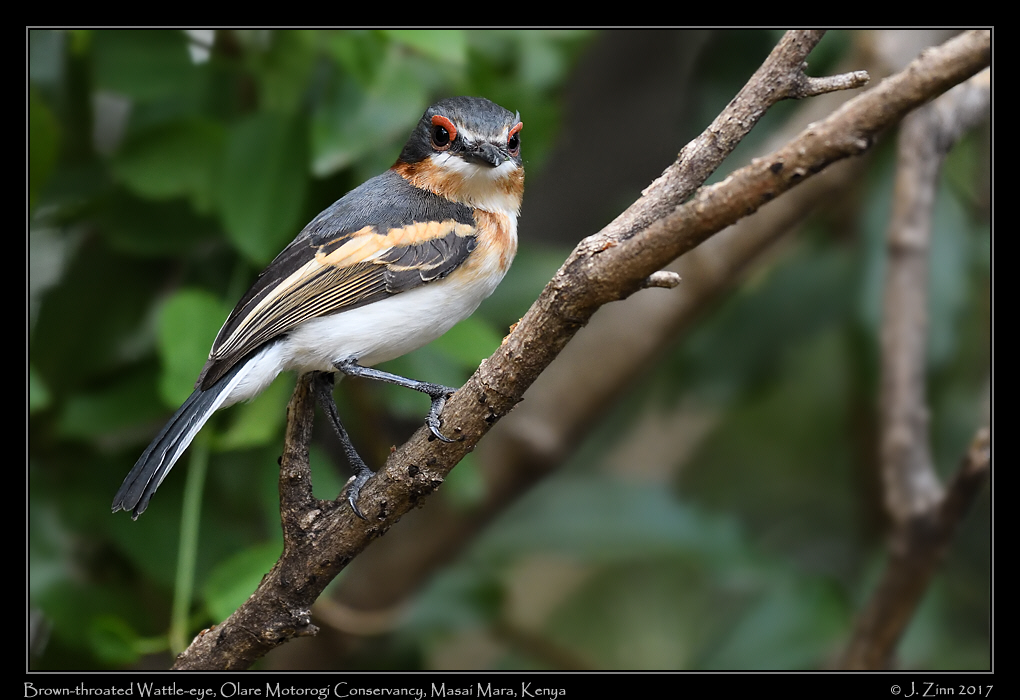 brown_throated_wattle_eye_0416a