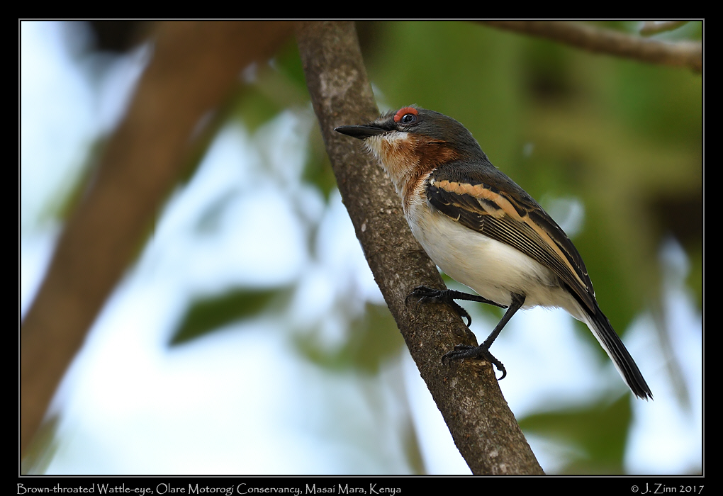 brown_throated_wattle_eye_0454a
