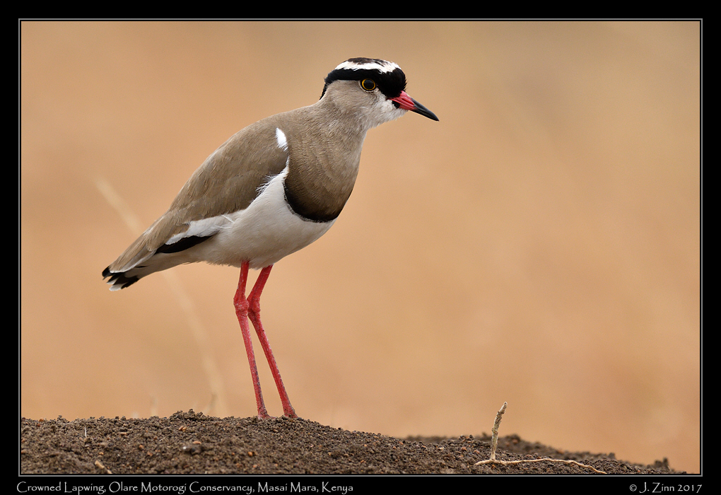 crowned_lapwing_9088a