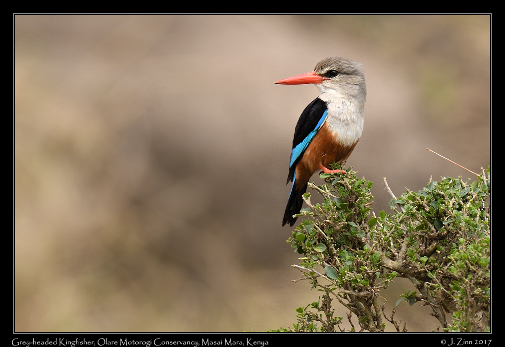 grey_headed_kingfisher_8551a