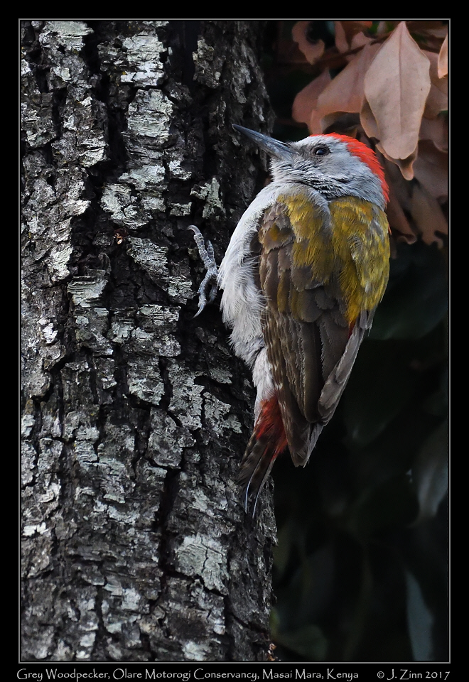 grey_woodpecker_9155a