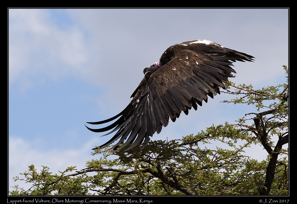 lappet_faced_vulture_0547a