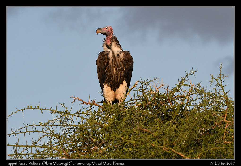lappet_faced_vulture_0618a