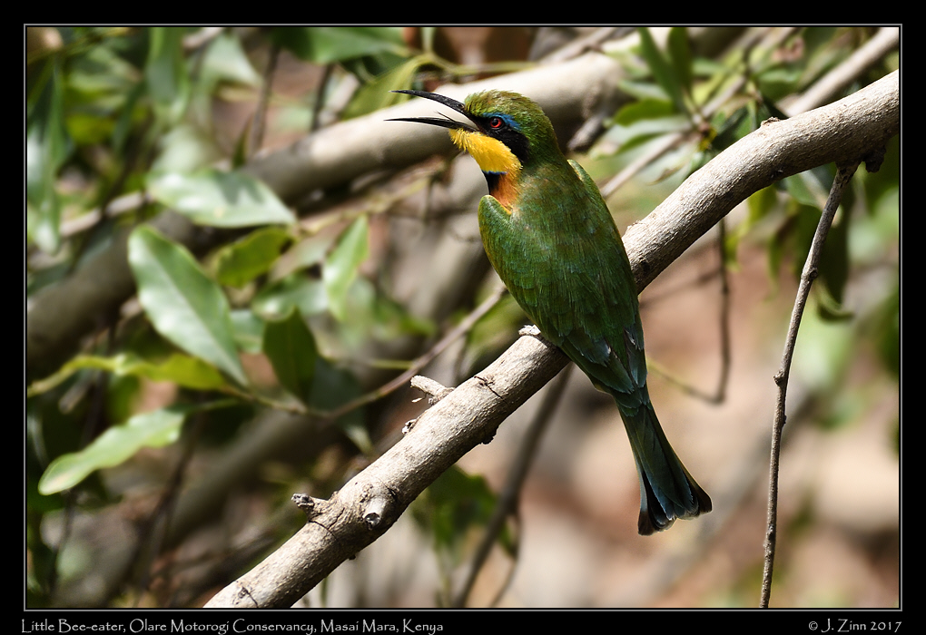 little_bee_eater_7142a