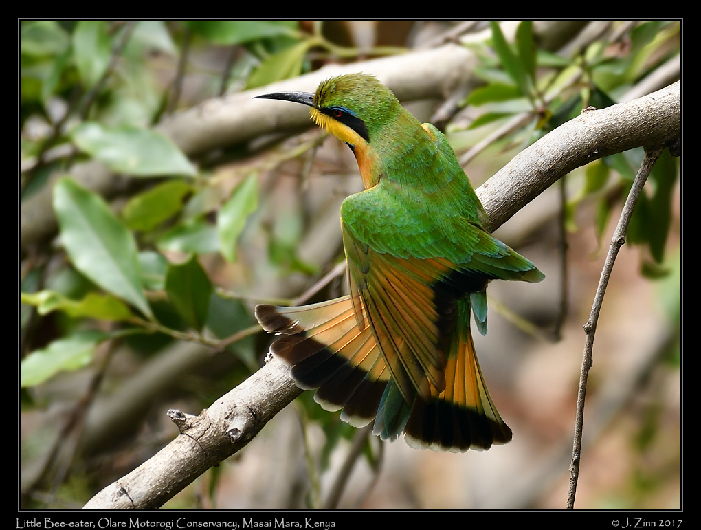 little_bee_eater_7170a