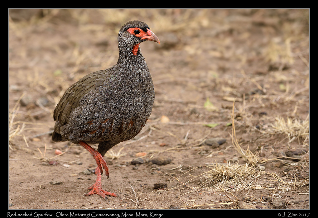 red_necked_spurfowl_9839a