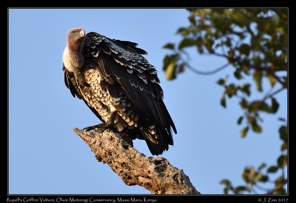 ruppells_griffon_vulture_8147a