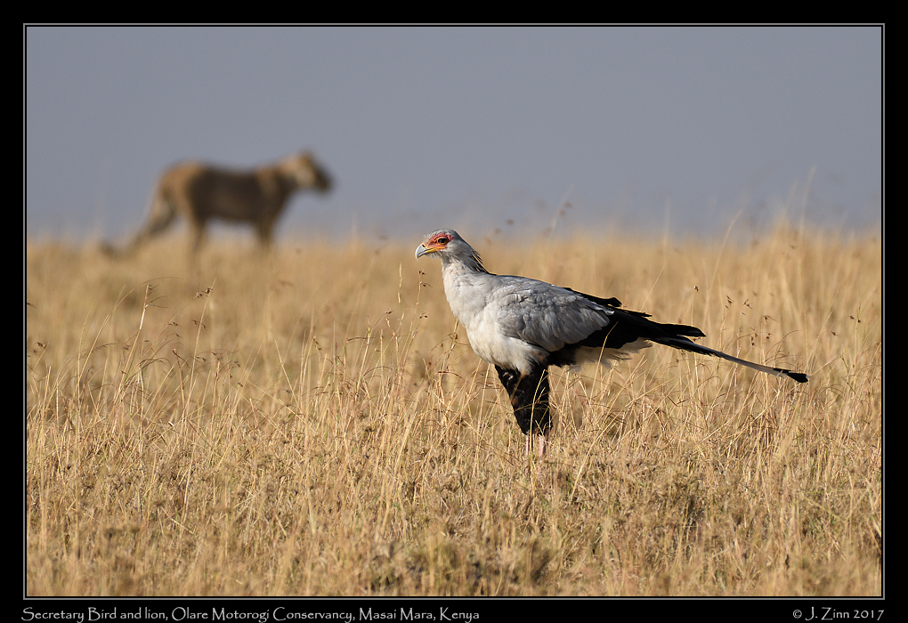 secretary_bird_8405a