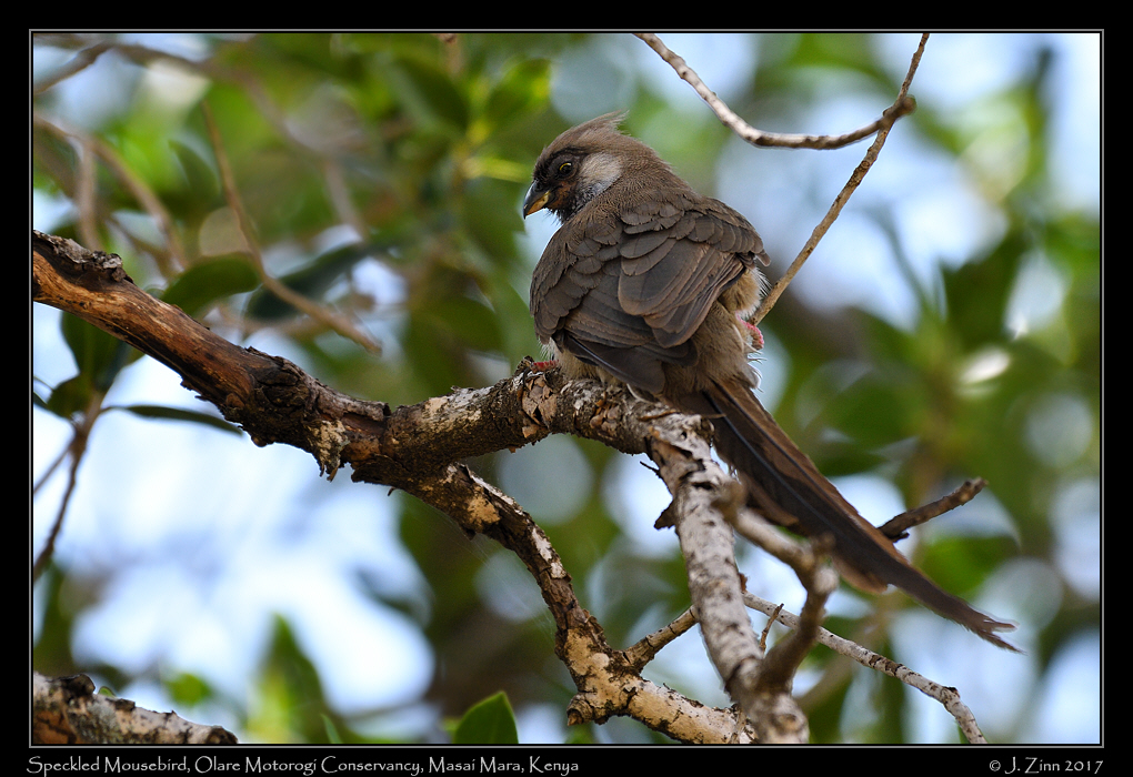 speckled_mousebird_0532a