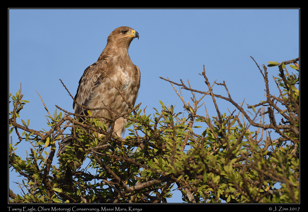 tawny_eagle_0131a