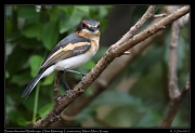  Brown-throated Wattle-eye � J. Zinn