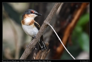  Brown-throated Wattle-eye � J. Zinn
