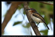  Brown-throated Wattle-eye � J. Zinn