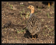  Coqui Francolin � J. Zinn