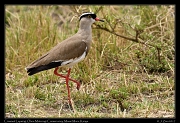  Crowned Lapwing � J. Zinn