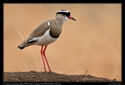  Crowned Lapwing � J. Zinn