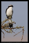  Grey-backed Fiscal � J. Zinn