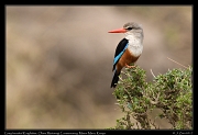  Grey-headed Kingfisher � J. Zinn