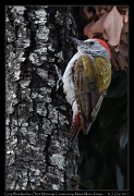  Grey Woodpecker � J. Zinn
