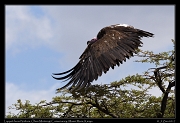  Lappet-faced Vulture � J. Zinn
