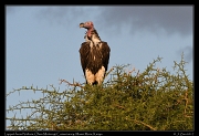  Lappet-faced Vulture � J. Zinn