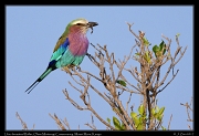  Lilac-breasted Roller � J. Zinn