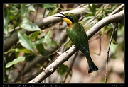  Little Bee-eater � J. Zinn