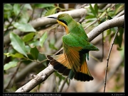  Little Bee-eater � J. Zinn