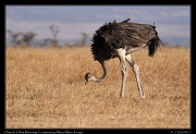  Ostrich � J. Zinn