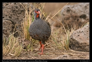  Red-necked Spurfowl � J. Zinn
