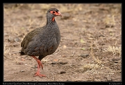  Red-necked Spurfowl � J. Zinn