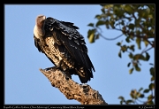  Rupell's Griffon Vulture � J. Zinn
