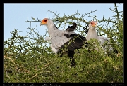  Secretary Birds on nest � J. Zinn