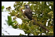  Speckled Mousebird � J. Zinn
