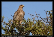  Tawny Eagle � J. Zinn