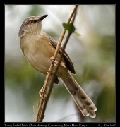  Tawny-flanked Prinia � J. Zinn