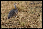  White-bellied Bustard � J. Zinn
