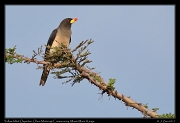  Yellow-billed Oxpecker � J. Zinn