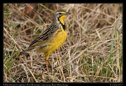  Yellow-throated Longclaw � J. Zinn