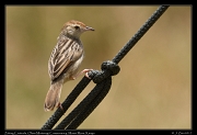  Zitting Cisticola � J. Zinn