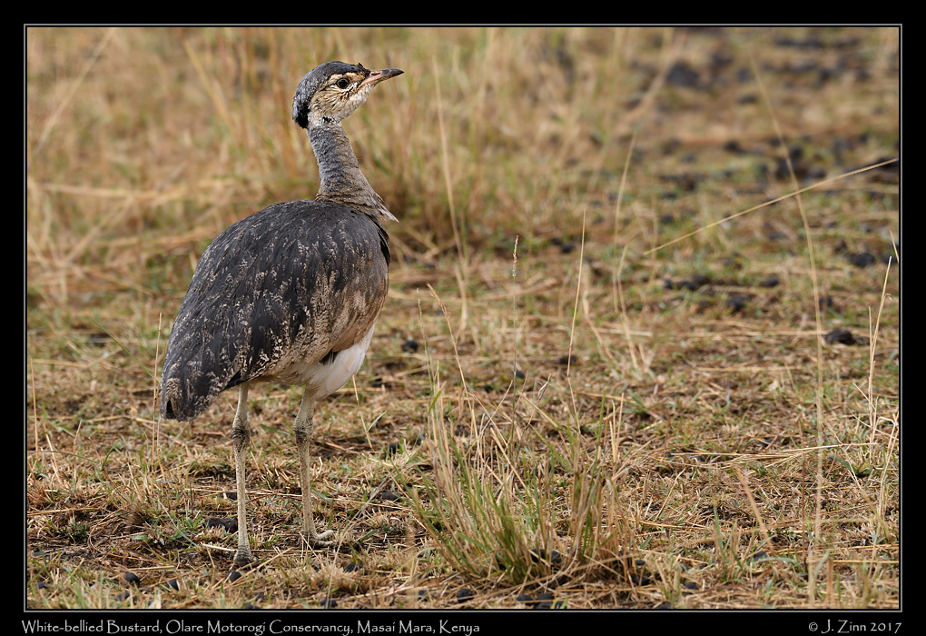 white_bellied_bustard_8919a