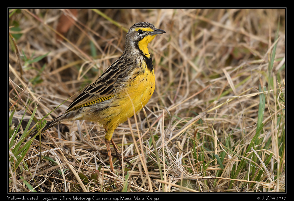 yellow_throated_longclaw_9193a
