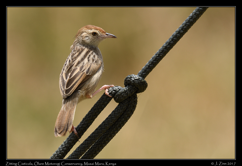 zitting_cisticola_7068a