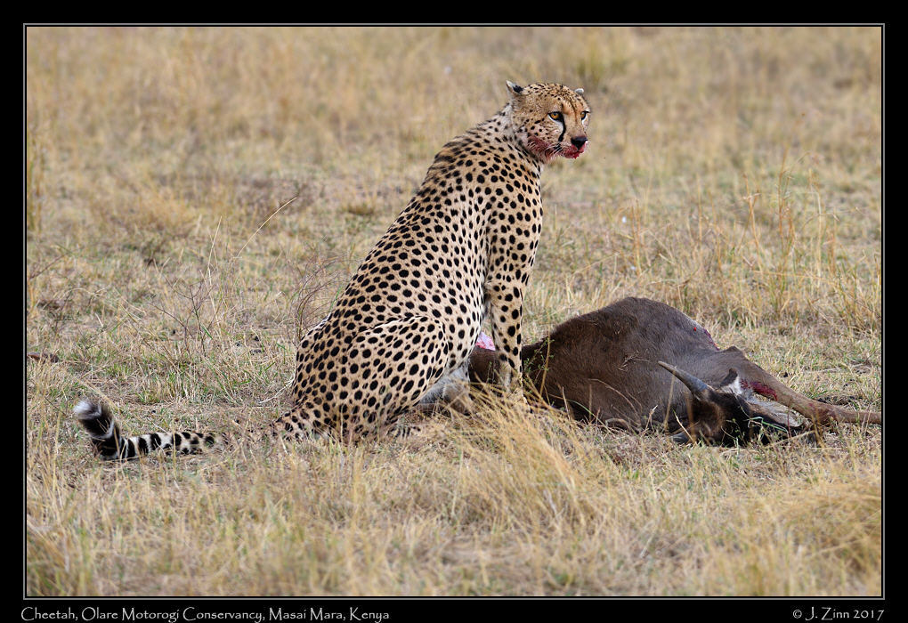 cheetah_JCZ_9892a