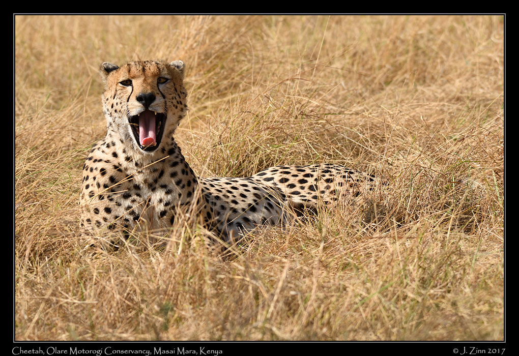 cheetah_JZ5_9306a
