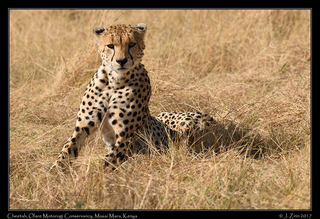 cheetah_JZ5_9324a