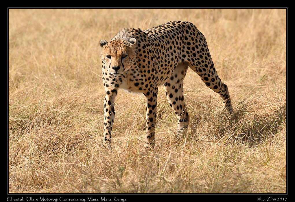 cheetah_JZ5_9334a